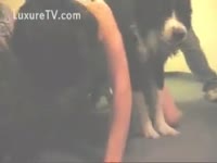 Beast Sex DVD - Cute pooch makes out with a horny Married slut